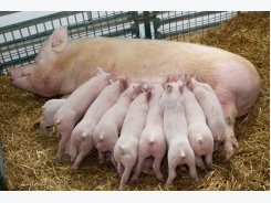 Nutritional research focus of new Kent swine facility