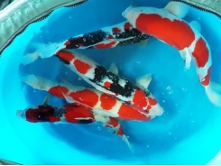 Kỹ thuật nuôi cá Koi Nhật Bản sang trọng, đẹp 'mê hồn'