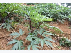 Cây dược liệu trên đất 30A