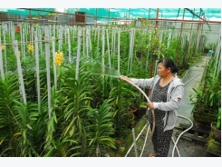 Vinh Long to revamp agriculture