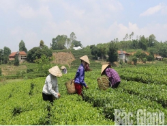 VietGAP and VietGAP oriented tea output reaches over 2,100 tonnes in Yen The district