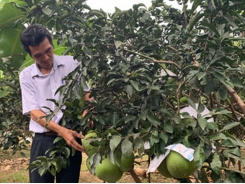 Pomelo festival readied at Bach Dang Commune, Tan Uyen Town