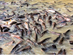 Promising forecast for Vietnamese pangasius