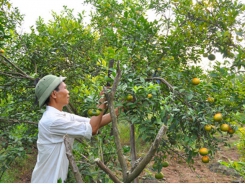 Kỹ thuật tỉa cành tạo tán chăm sóc cây ăn quả sau khi thu hoạch