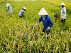 Vietnam eyes top 15 agriculture spot in 10 years