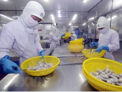 Quang Tri builds internationally-certified shrimp farming zones