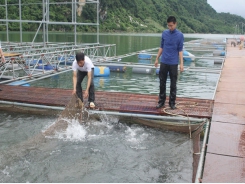 Linking production – new path for caged fish farming in Da river