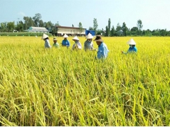 Biện pháp giảm chi phí, nâng cao hiệu quả sản xuất cho người trồng lúa ở tỉnh Sóc Trăng
