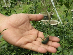Chanh ngón tay - một giống mới, lạ đang phát triển tại Việt Nam