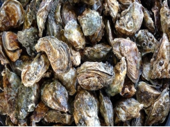 Oyster aquaculture limits disease in wild oyster populations