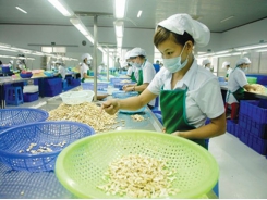 Vietnam retains its position as world’s leading cashew exporter