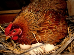 Kỹ thuật nuôi gà ta đẻ trứng kiếm tiền triệu mỗi ngày dễ như chơi