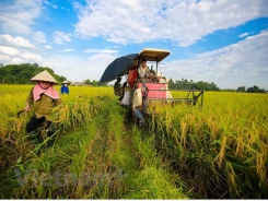 Soc Trang: Organic rice cultivation yields good results