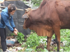 Kinh nghiệm nuôi bò sinh sản