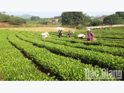 Bright prospects in organic tea growing model