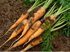 Successful carrot fertilisation