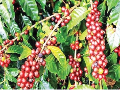 Vietnam’s coffee industry in danger as farmers shift to other crops