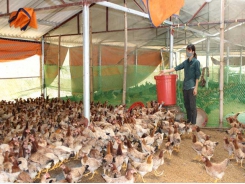Hoa Binh: Yen Bong commune promotes breeding of Lac Thuy chicken brand