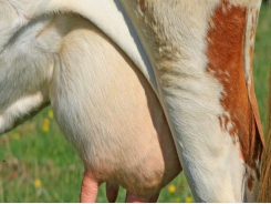 Study to take 'new approach' to mastitis