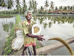 Ấn Độ: Ứng dụng công nghệ nuôi tôm bền vững