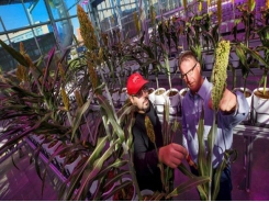 Researchers aim to reduce nitrogen fertilizer use