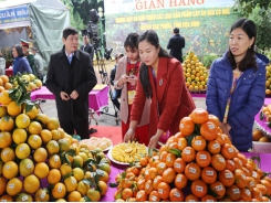 Increasing prices brings excitement to the orange growers
