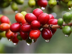 Sử dụng chế phẩm enzyme để nâng cao hiệu quả công nghệ chế biến ướt cà phê