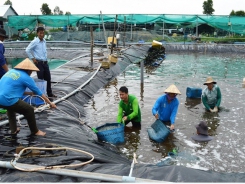 Nuôi tôm trong hồ lót bạt lãi lớn