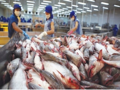Vietnam could face pangasius oversupply