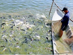 Pangasius firms fishing for markets