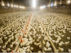 Fermentation could be an inexpensive way to improve the nutritional value of novel chicken