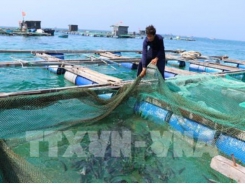 Aquaculture sector looks to sustainable development