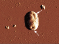 Development of 1-monoglycerides against AHPND