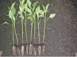 Producing capsicum seedlings in soil beds