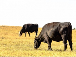 Study measures feed efficiency in forage-, grain-fed cattle