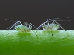 Grow Your Own Potatoes – Potato Pests and Diseases