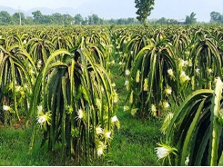 Binh Thuan has nearly 30,000 hectares of dragon fruit, 30% meeting VietGAP