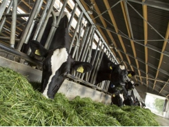 Phương pháp giảm lượng khí thải mêtan cho bò sữa