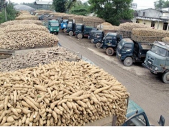 Domestic cassava industry faces big hurdles