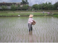 Chăm sóc bổ sung lúa mùa