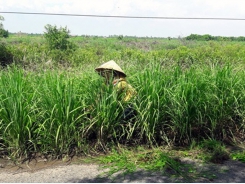 Giống sắn chứa nhiều chất sắt và kẽm có thể cải thiện chế độ ăn uống và sức khỏe ở Tây Phi