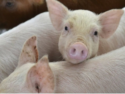 Low-oil DDGS provides less energy, more protein in pig diets