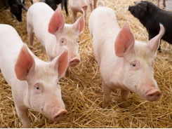 Study: A blend of plant oils proves effective for growth and feed efficiency in piglets