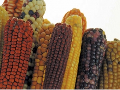 The basics of maize production