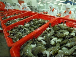 Việt Nam to promote shrimp exports to EU next year