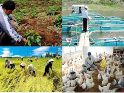 Vietnam’s agriculture continues to grow in 2019
