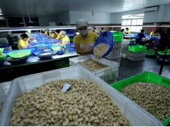 Việt Nam strives for $4 billion in cashew exports next year