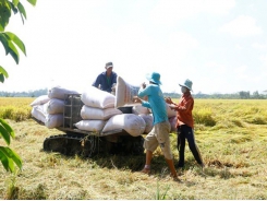 Lack of capital, human resources, land impedes rice production