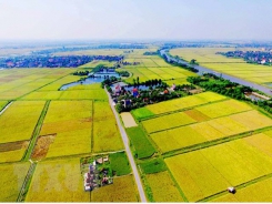 Viet Nam needs policies to develop agricultural land market