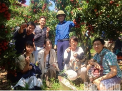 Bac Giang actively prepares conditions for exporting lychees to Japan